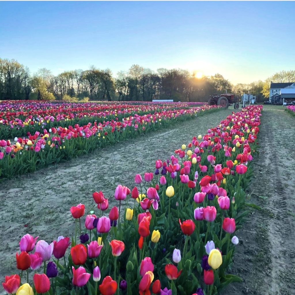 colorful tulips in rows