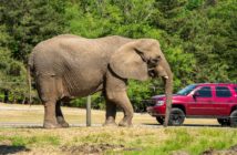 Six Flags Safari Elephant New Jersey