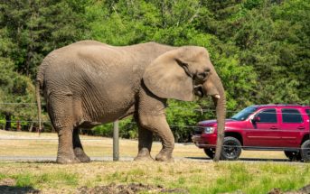 Six Flags Safari Elephant New Jersey