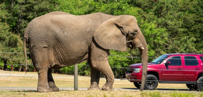 Six Flags Safari Elephant New Jersey