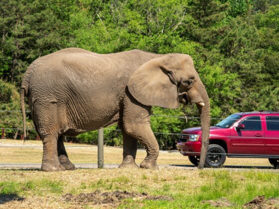 Six Flags Safari Elephant New Jersey