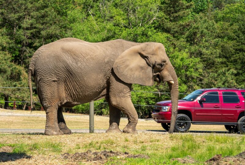 Six Flags Safari Elephant New Jersey