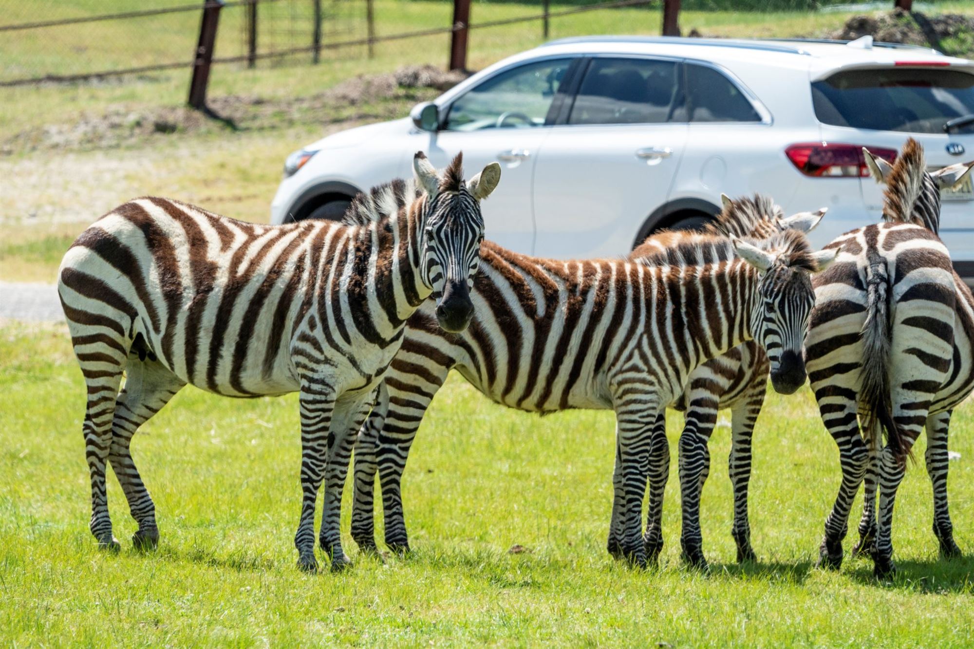 Six Flags Wild Safari DriveThru Adventure An Interactive Zoo