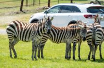 Six Flags Safari zebra New Jersey