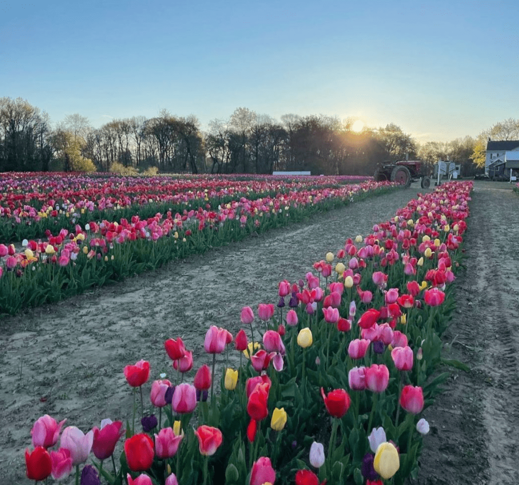 Tulips In NJ