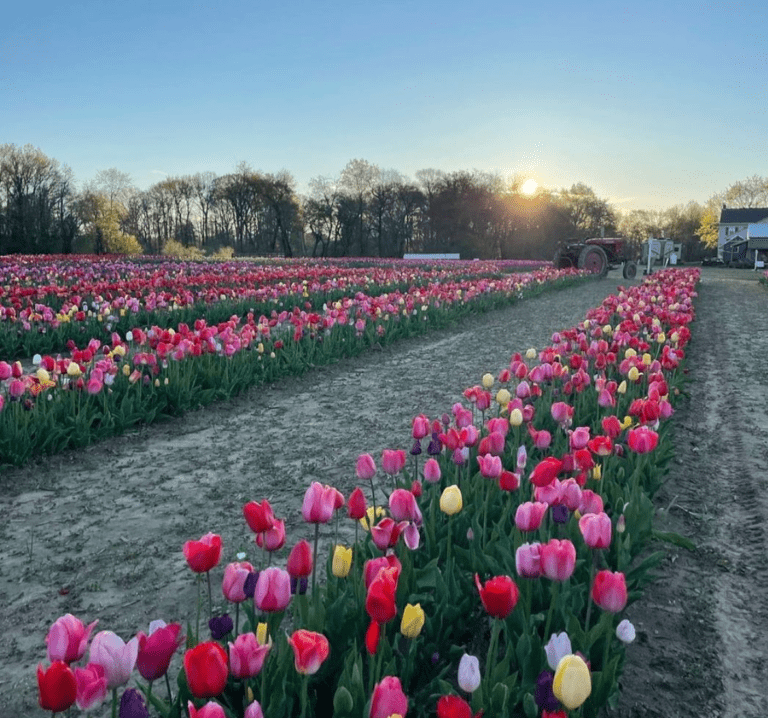 Tulips in NJ The Top Spots For Picking These Spring Blooms