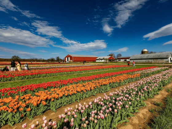 Tulips In NJ