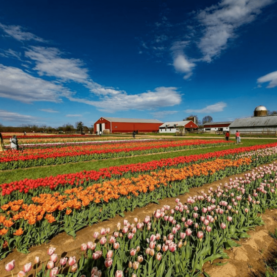 Tulips In NJ