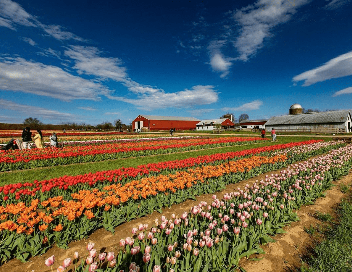 Tulips in NJ The Top Spots For Picking These Spring Blooms