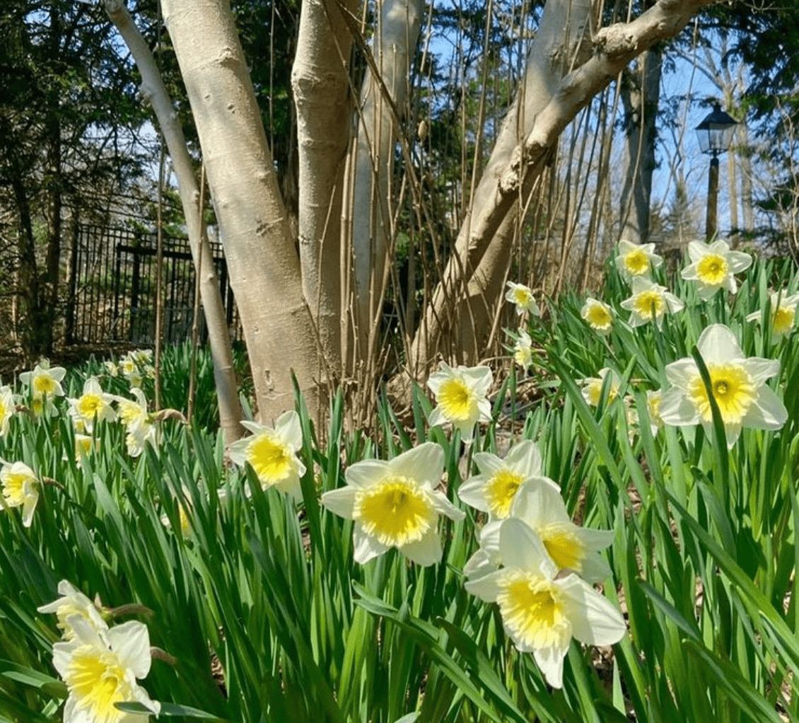 Daffodil Day