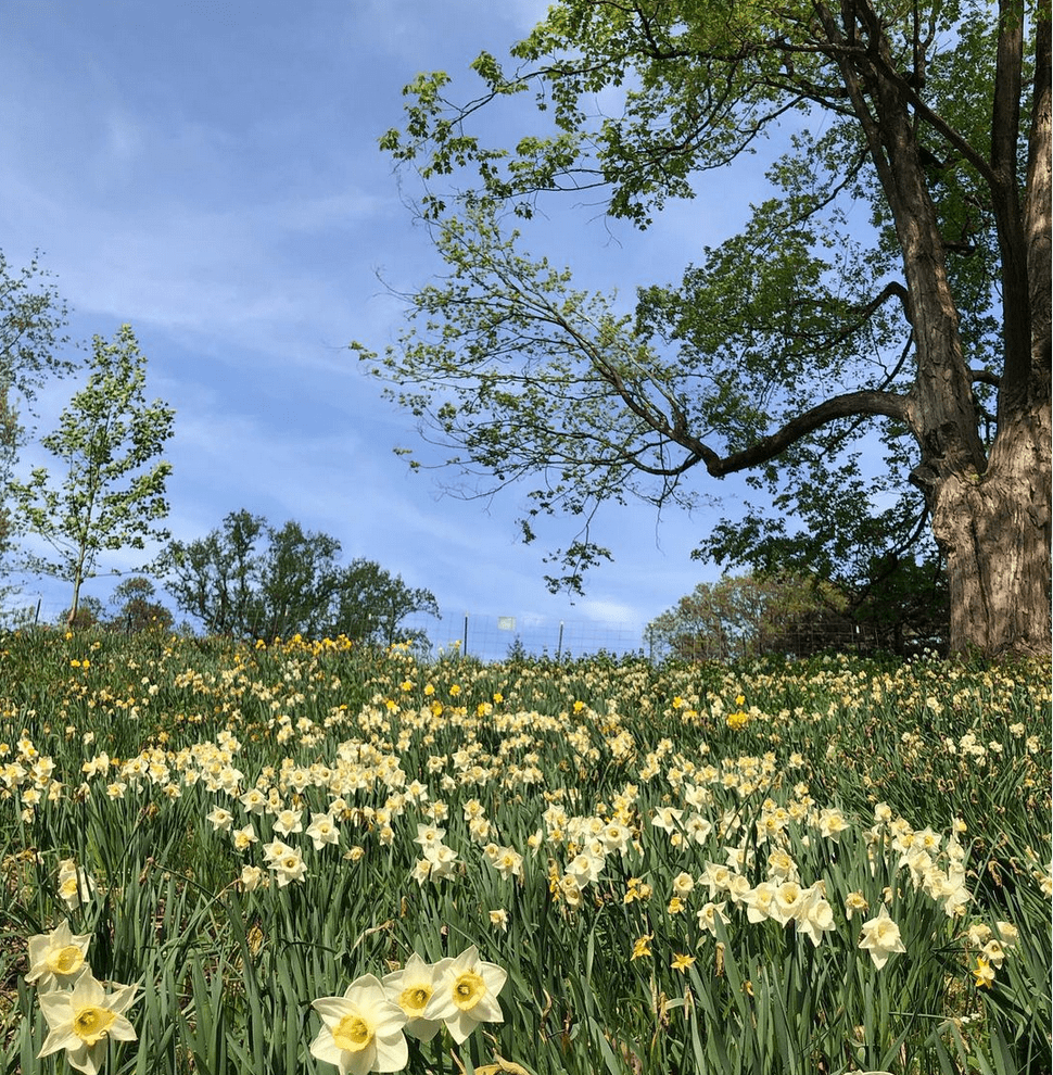 Daffodil Day 