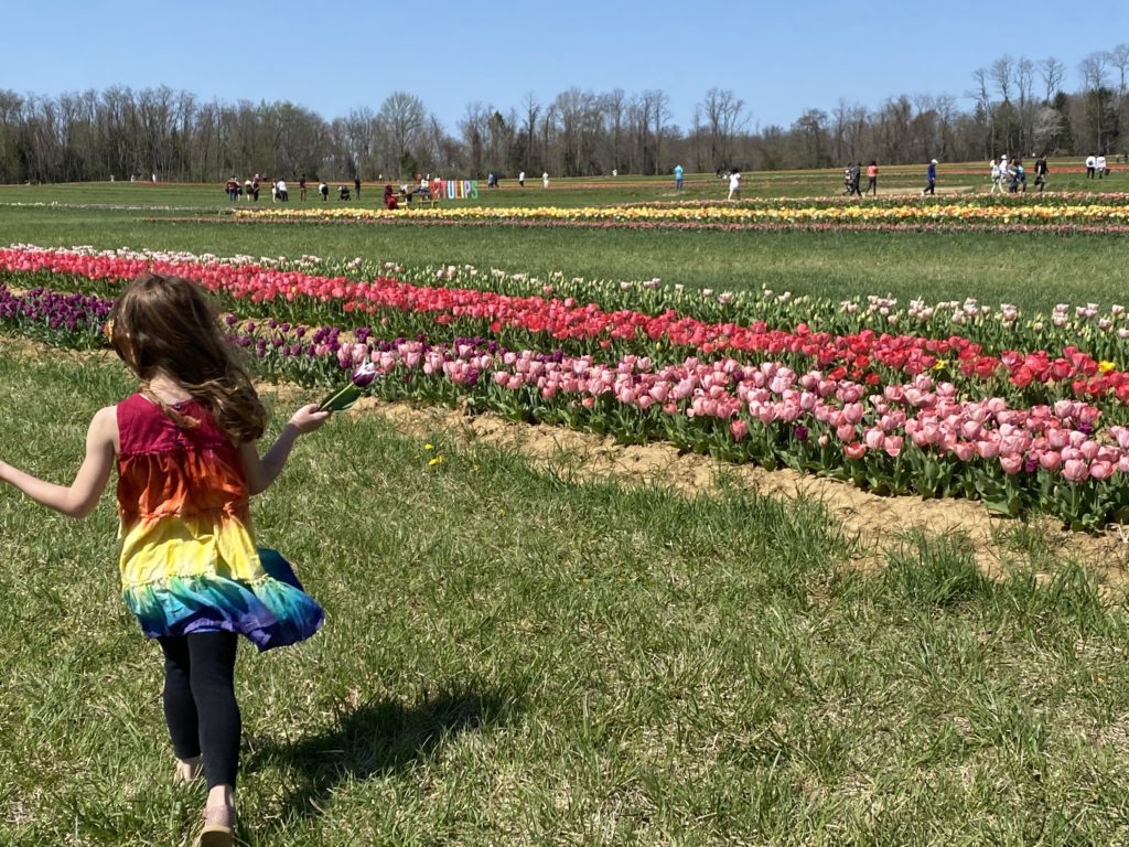 colorful dress and rows of tulips