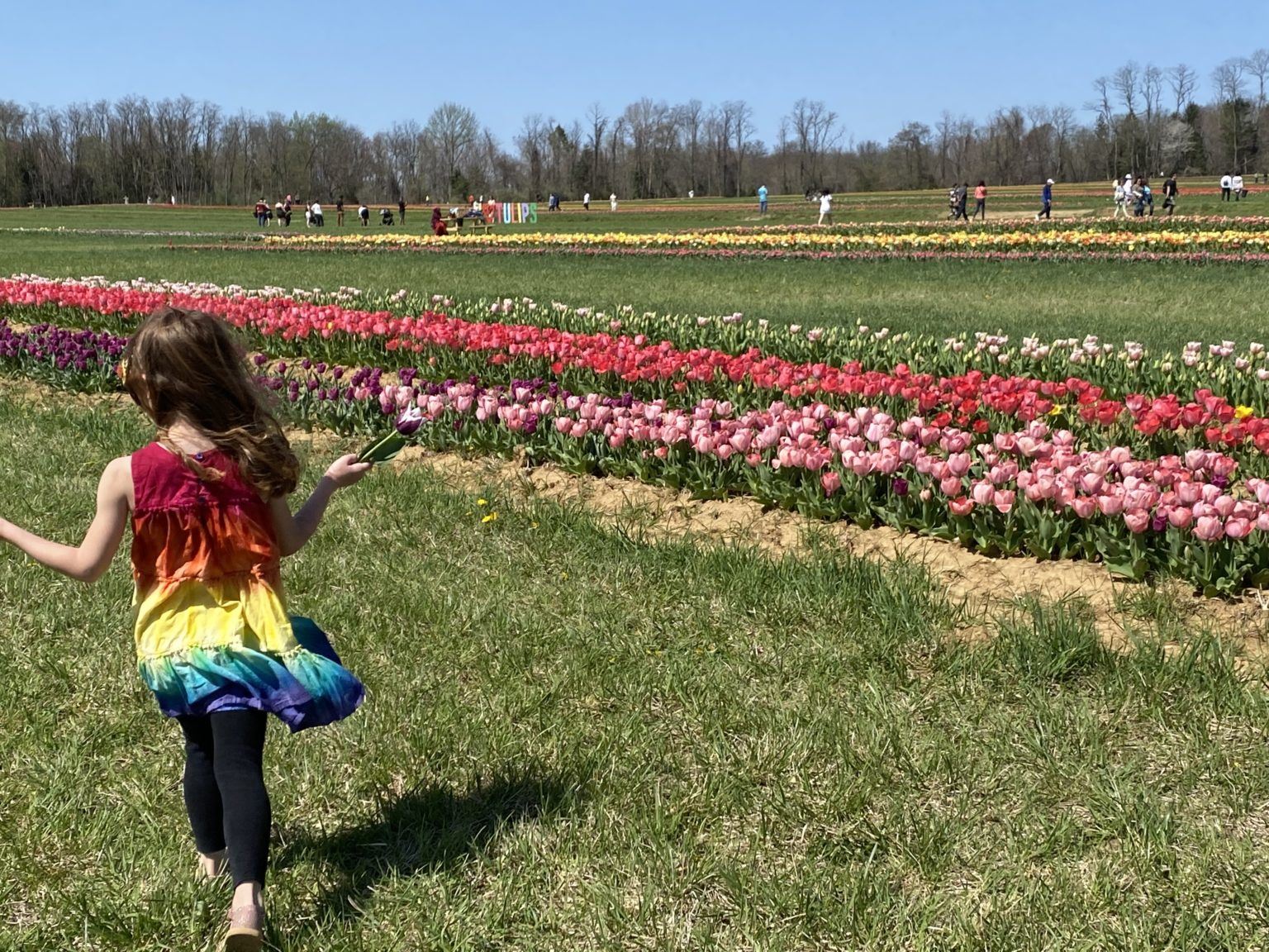 Holland Ridge Farms 8 Million Tulips Blooming In NJ