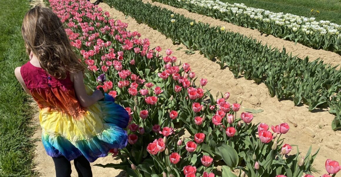 Rows of tulips at Holland Ridge