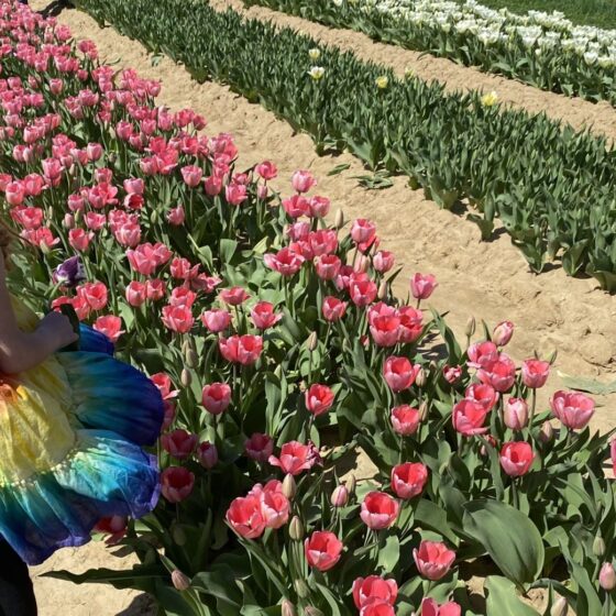 Rows of tulips at Holland Ridge