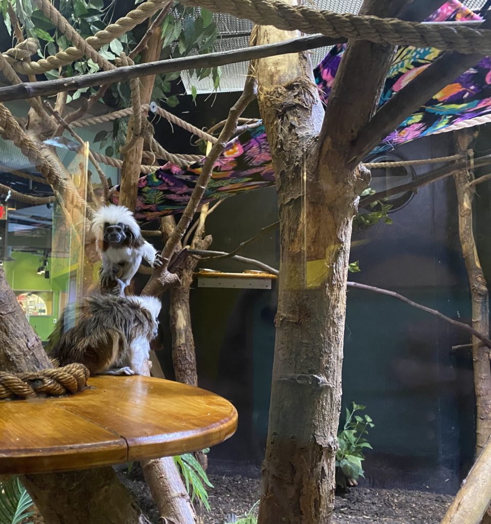 Liberty Science Center :: Wild About Animals