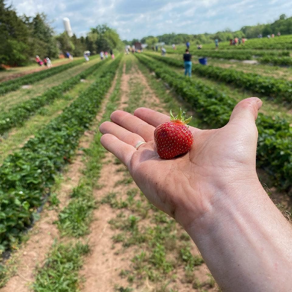 strawberry picking in NJ Snyder's farm hand