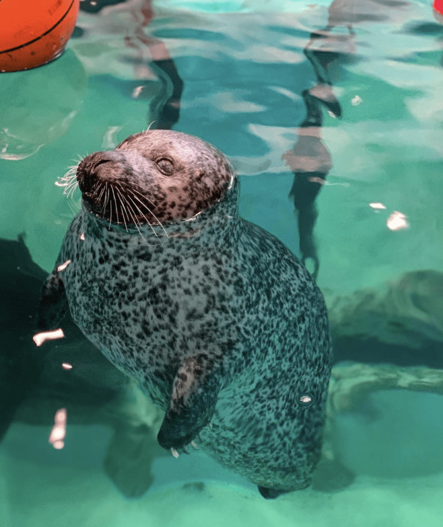 seal at the aquarium