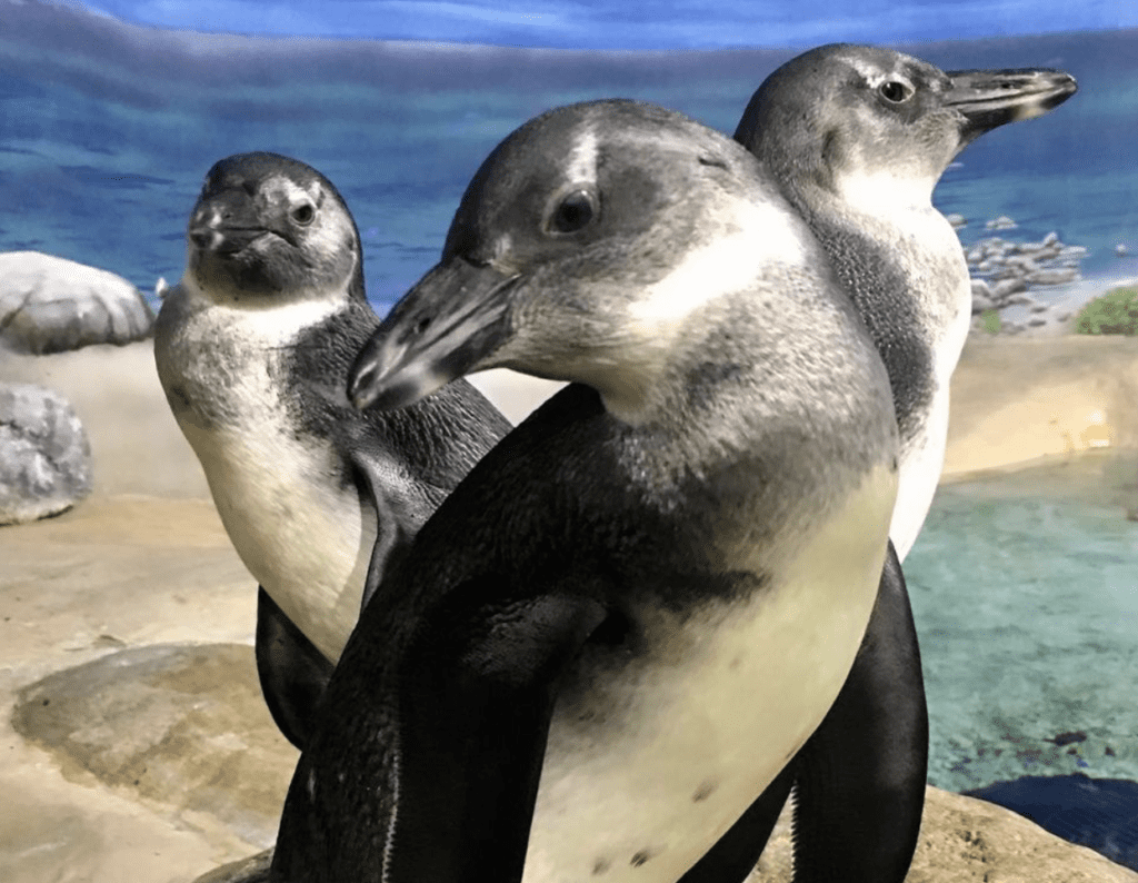 Jenkinson's aquarium penguins