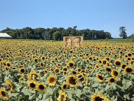 Snyder's Farm