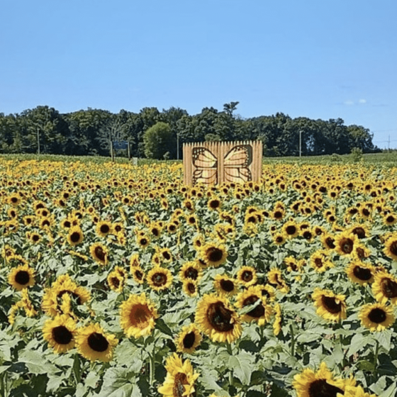 Snyder's Farm