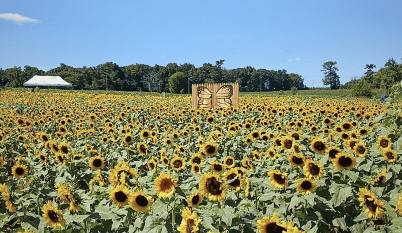 Snyder's Farm