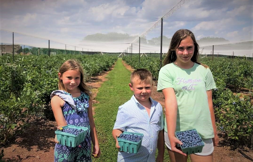 Snyder's Farm blueberries