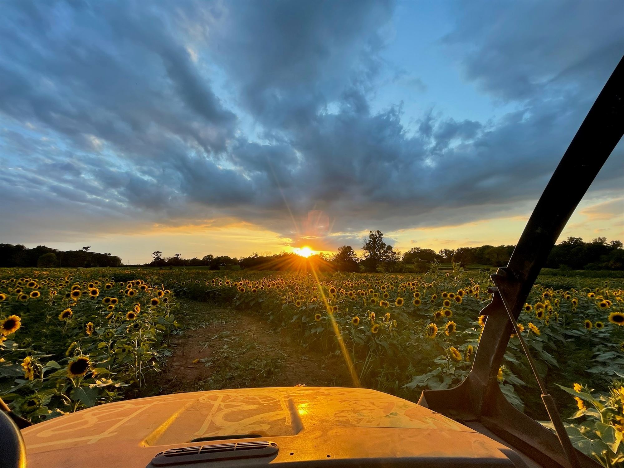 Snyder's Farm sunflowers