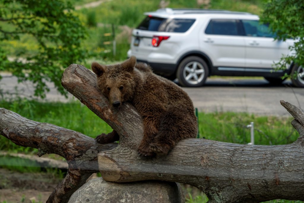 Six Flags Safari Bear New Jersey