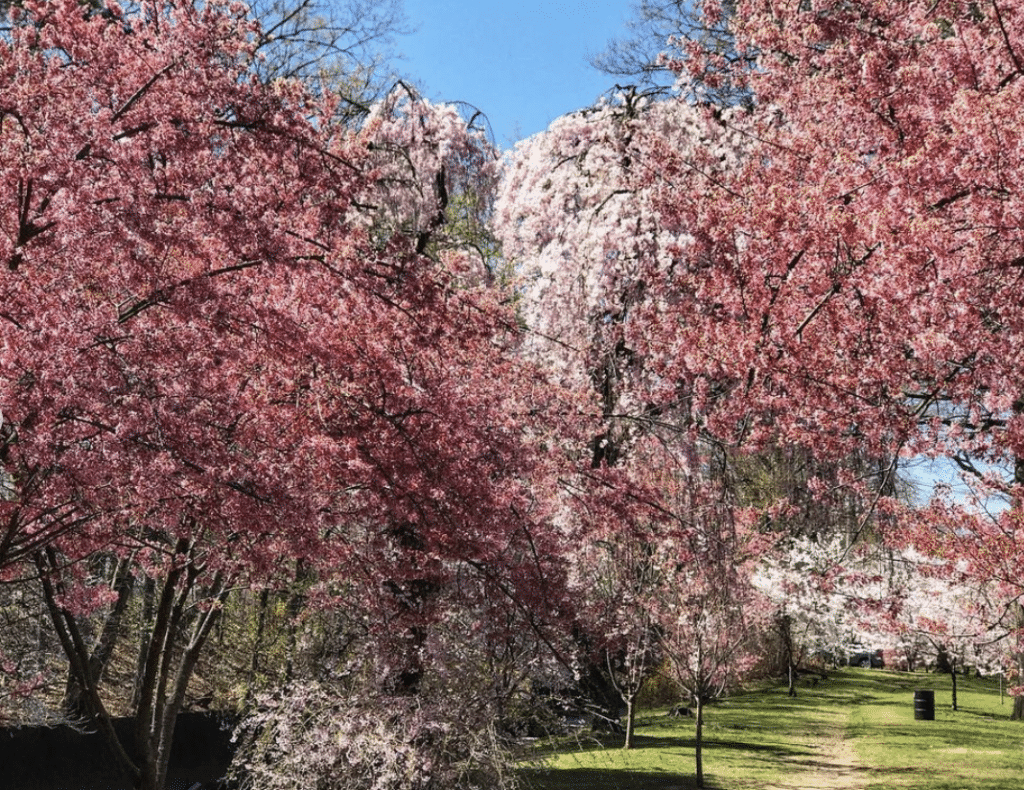 Cherry blossoms at Branch Brook Park