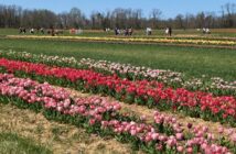 Holland Ridge Farms_Cream Ridge Kid Friendly TTD NJ Mom