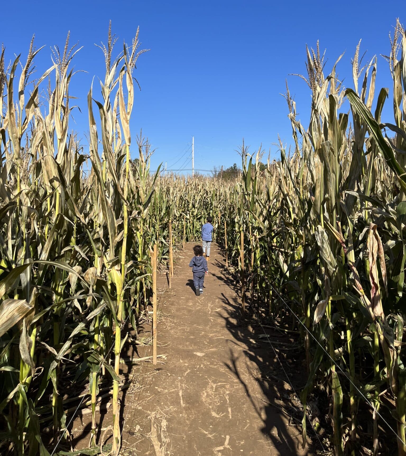 Terhune Orchards