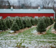 christmas tree farms in new jersey