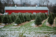 christmas tree farms in new jersey