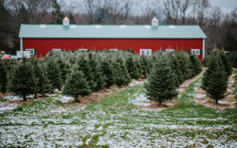 christmas tree farms in new jersey