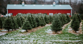 christmas tree farms in new jersey