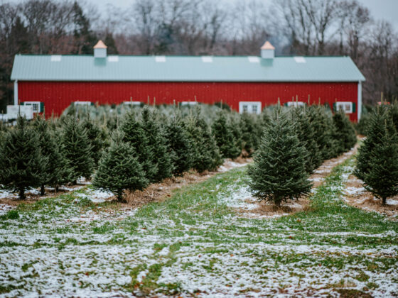 christmas tree farms in new jersey