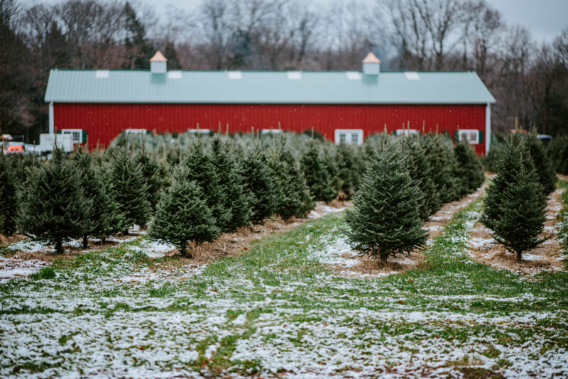 christmas tree farms in new jersey