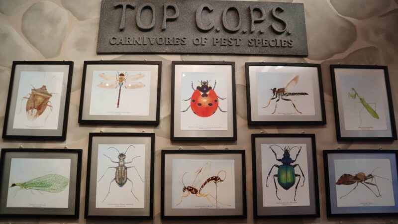 Insectropolis Logo Insectropolis: Exploring The Bugseum Of New Jersey - NJ Mom
