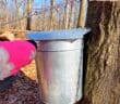 Tenafly Nature Center maple sugaring tree