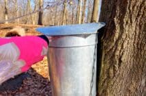 Tenafly Nature Center maple sugaring tree