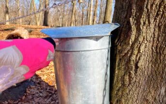 Tenafly Nature Center maple sugaring tree