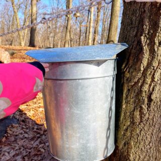 Tenafly Nature Center maple sugaring tree