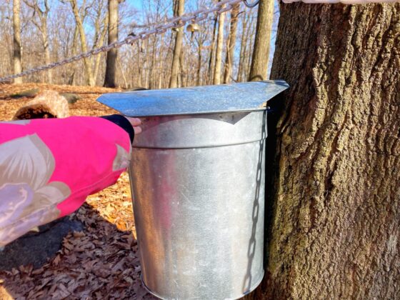 Tenafly Nature Center maple sugaring tree