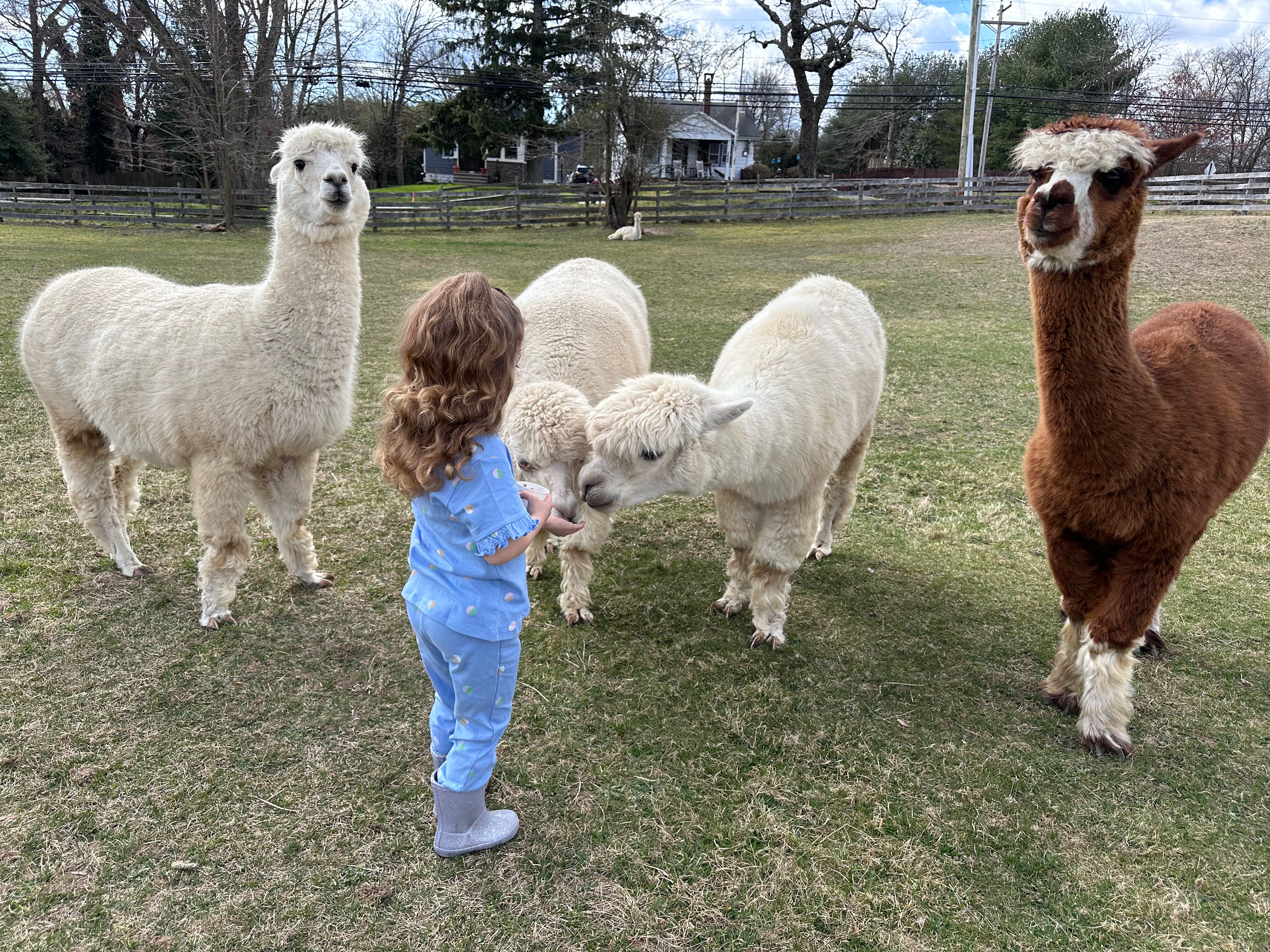 alpacas in NJ