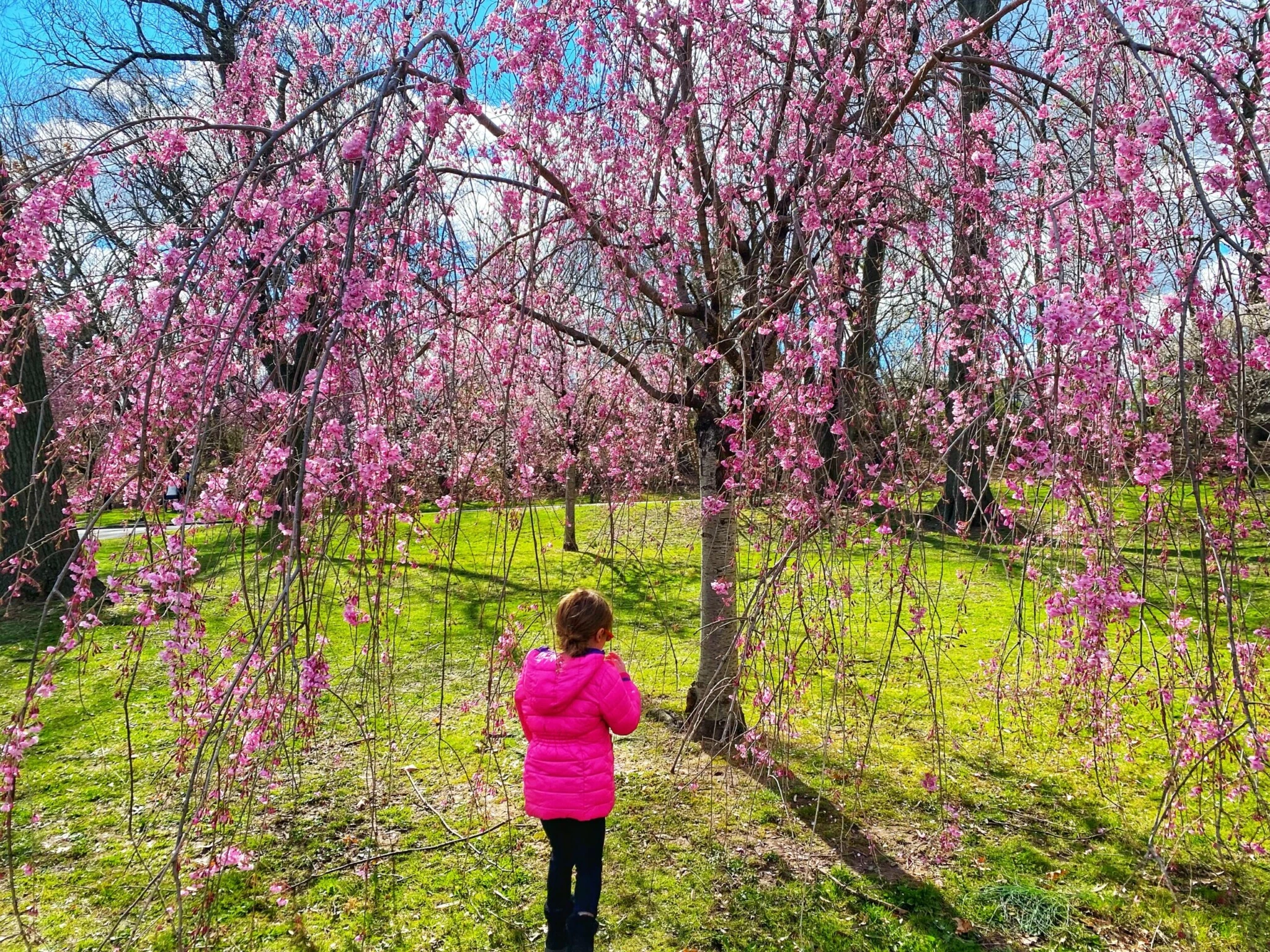 Branch Brook Park cherry blossoms