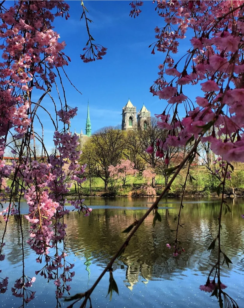 cherry blossoms at Branch Brook Park