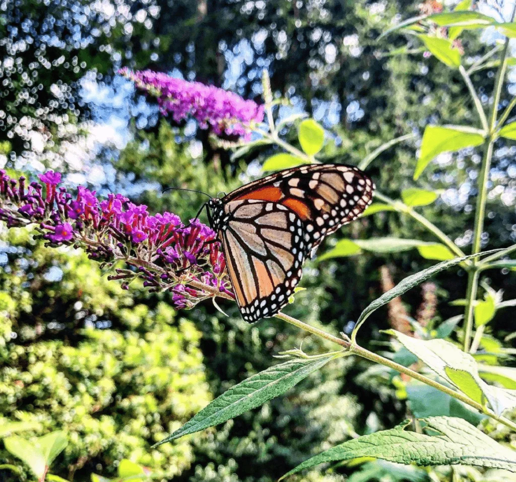 butterfly gardens in NJ Van Vleck House and Gardens nj mom