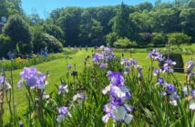 Presby Memorial Iris Gardens field