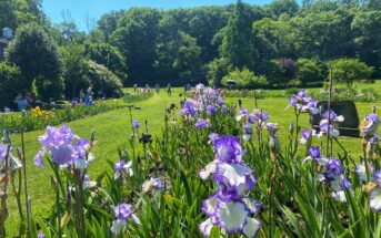 Presby Memorial Iris Gardens field